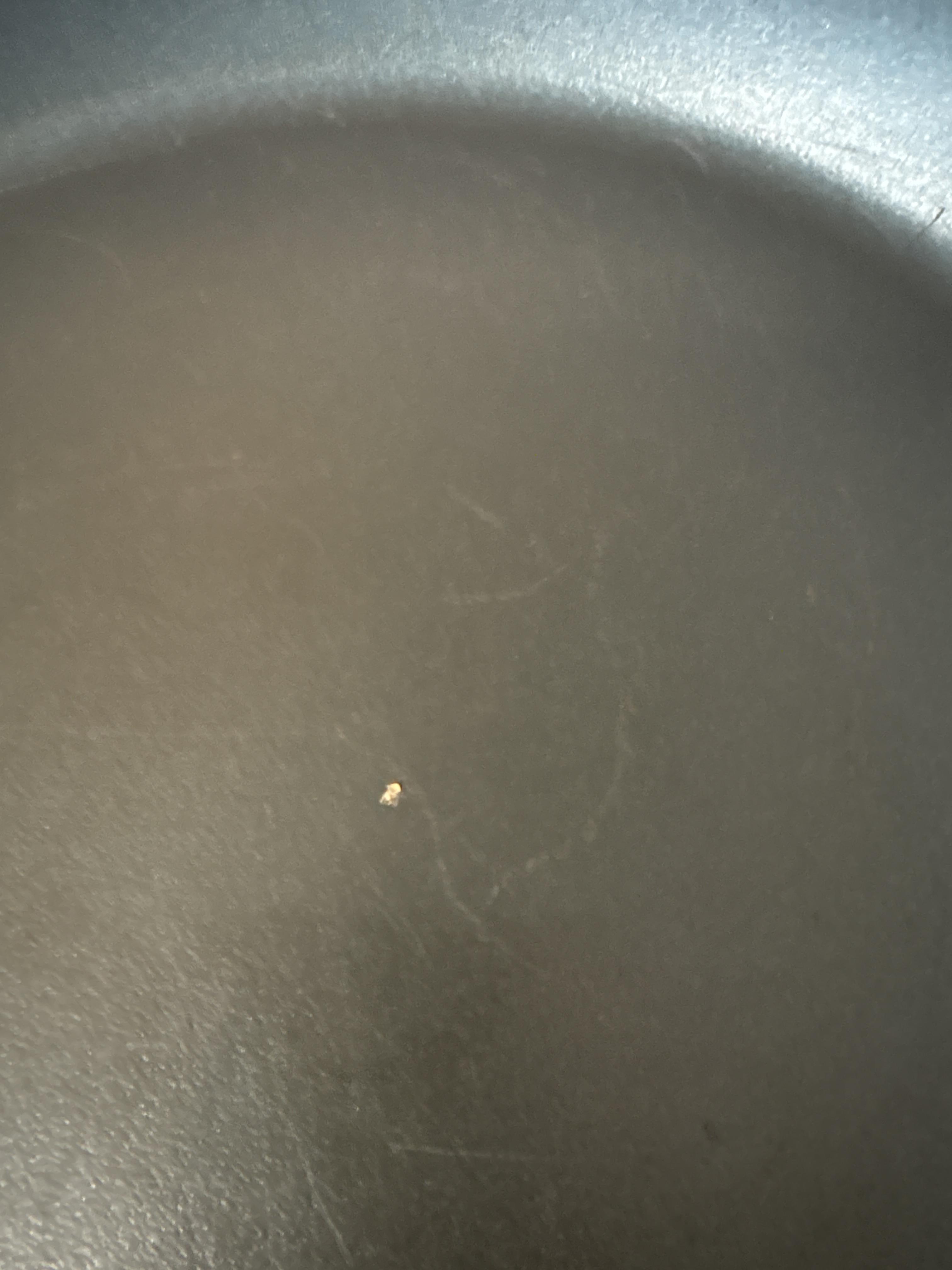 Good but coating needs care